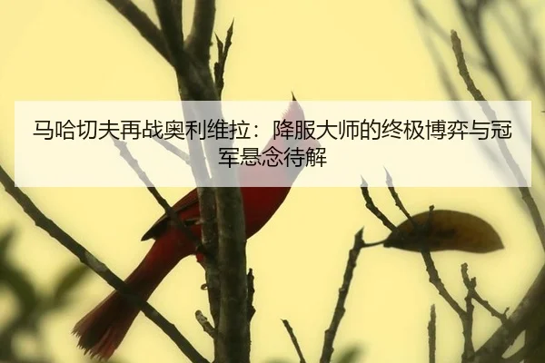 马哈切夫再战奥利维拉：降服大师的终极博弈与冠军悬念待解