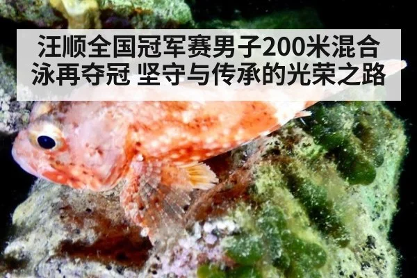 汪顺全国冠军赛男子200米混合泳再夺冠 坚守与传承的光荣之路